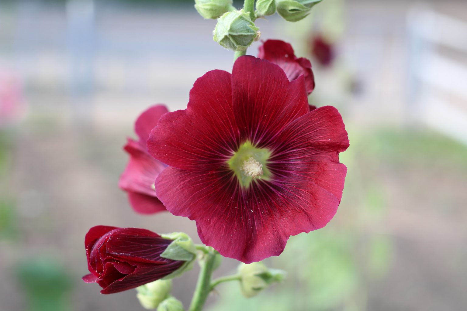 » What’s The Difference Between Gladiolus And Hollyhocks?