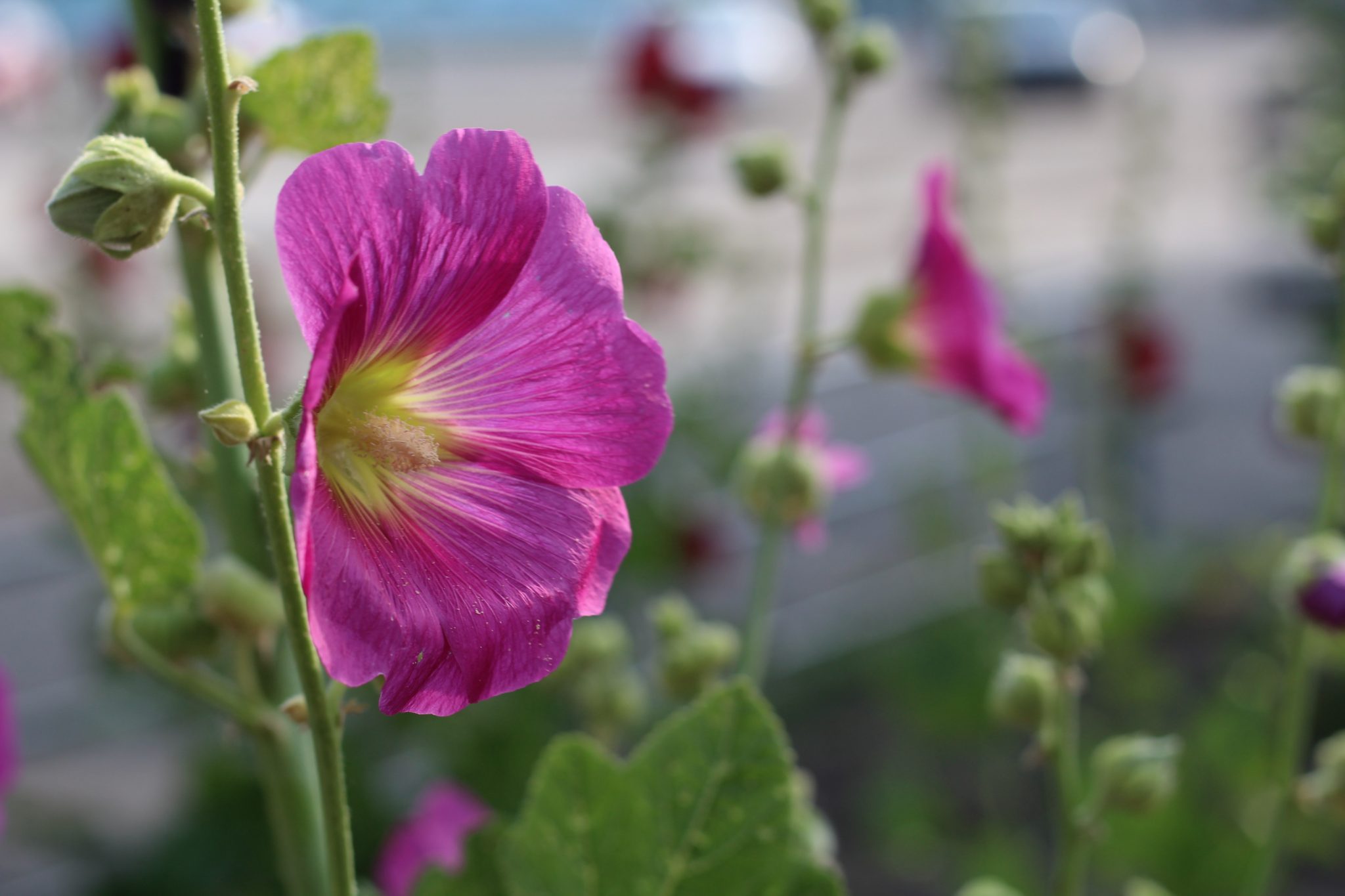 » What’s The Difference Between Gladiolus And Hollyhocks?