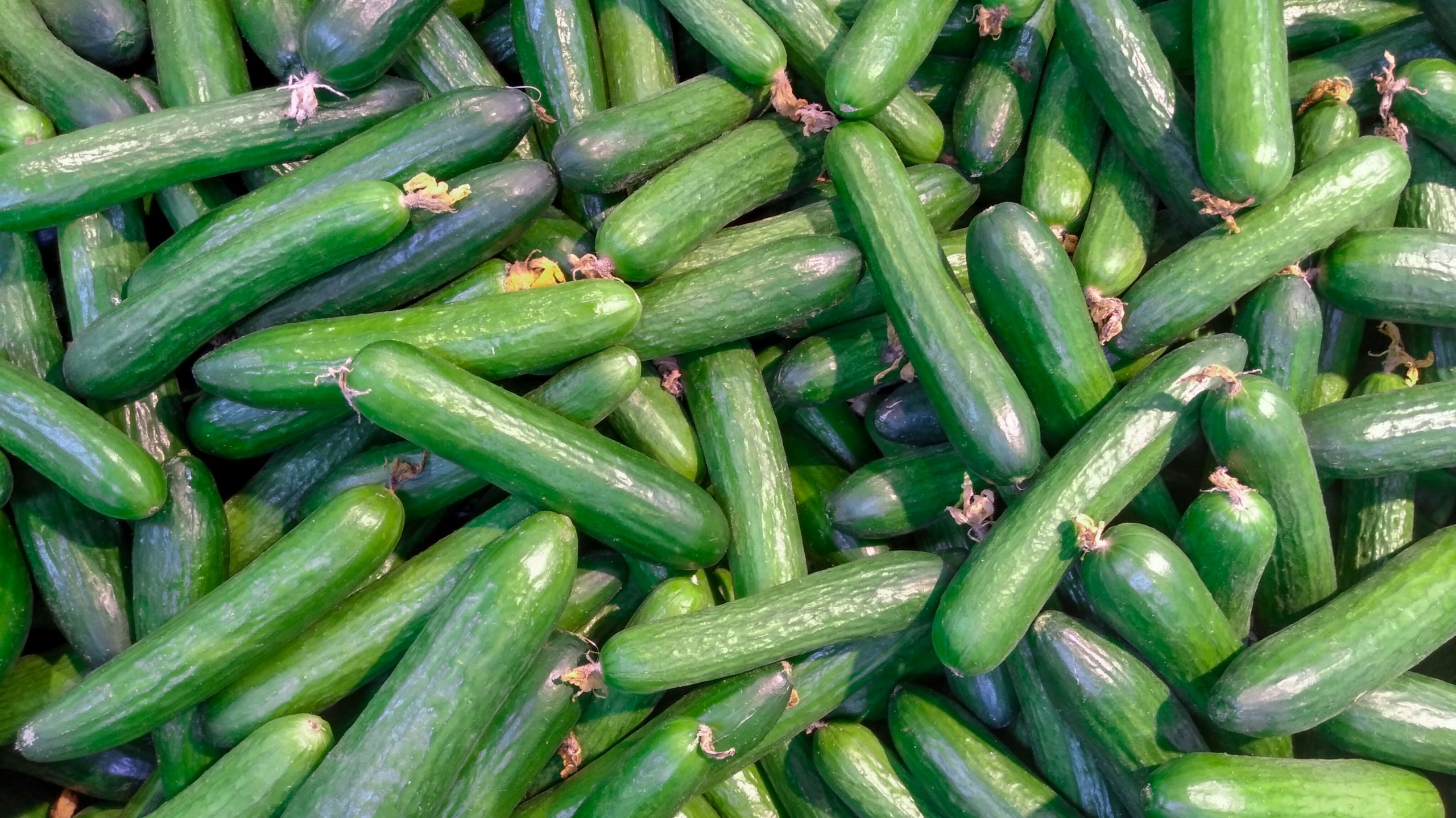Do Cucumber Seeds Need Light To Germinate?