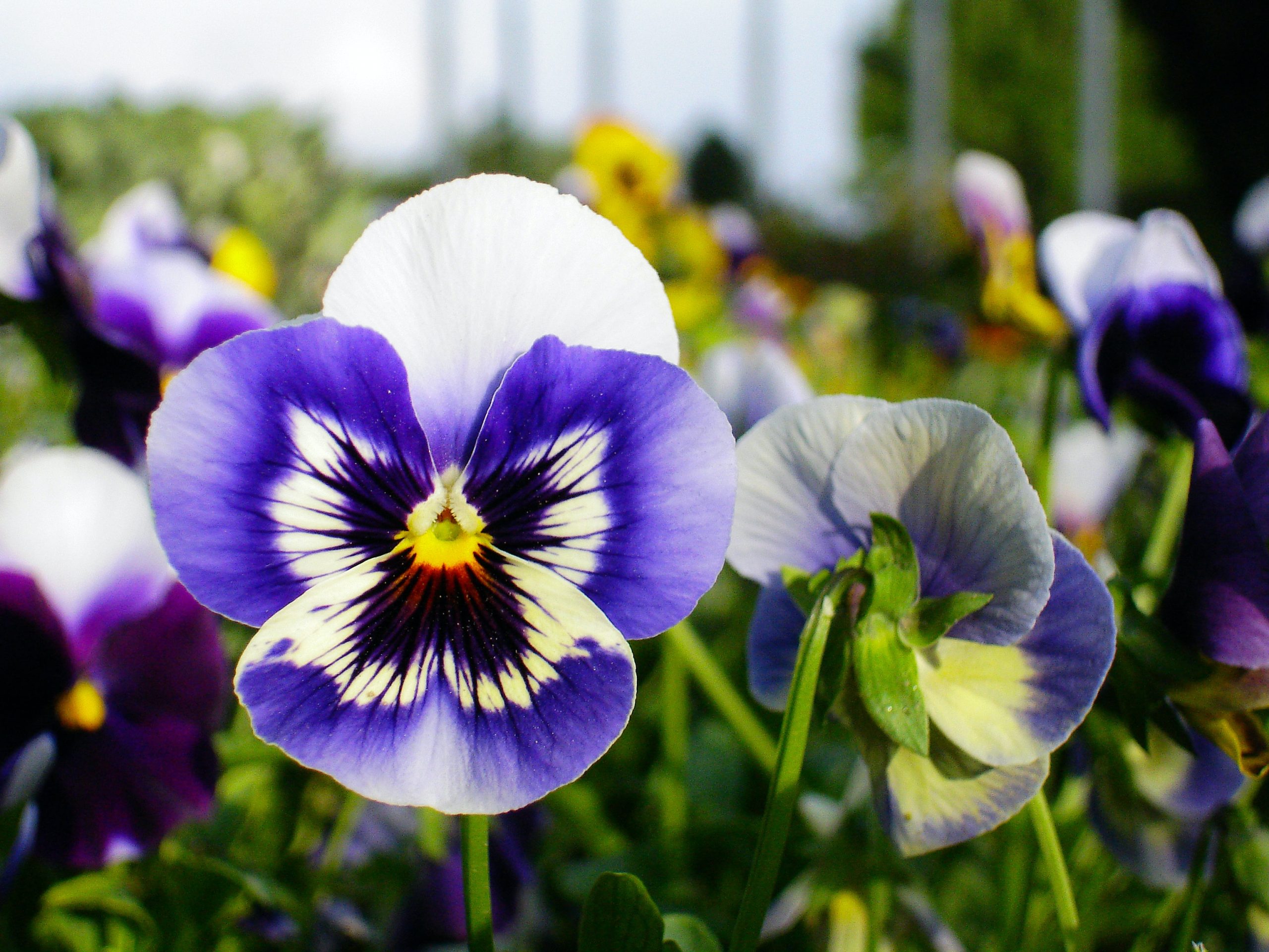<strong>Do Pansies Spread? Are They Invasive?</strong>