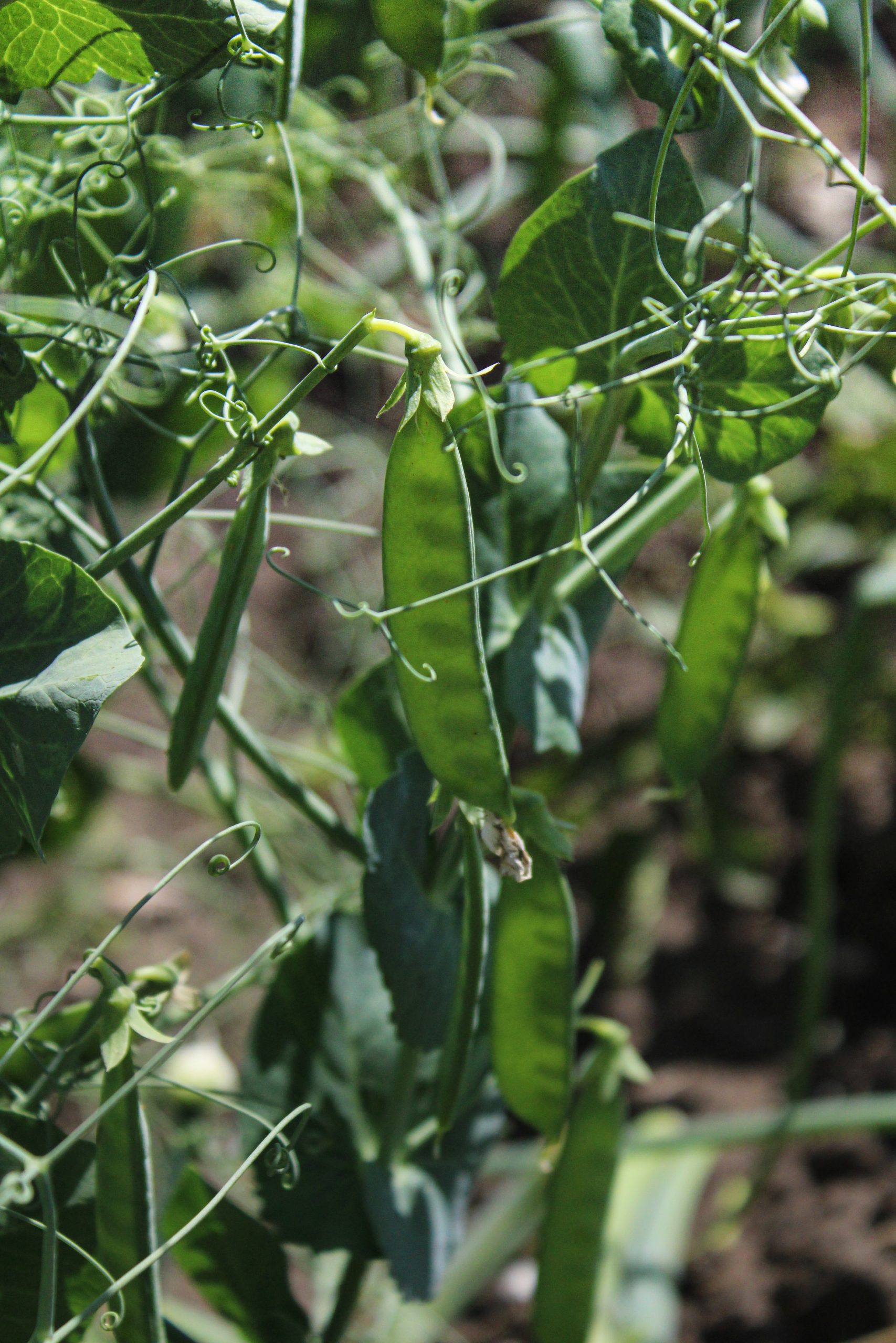 <strong>Can Chickens Eat Snow Peas? Is It Safe?</strong>