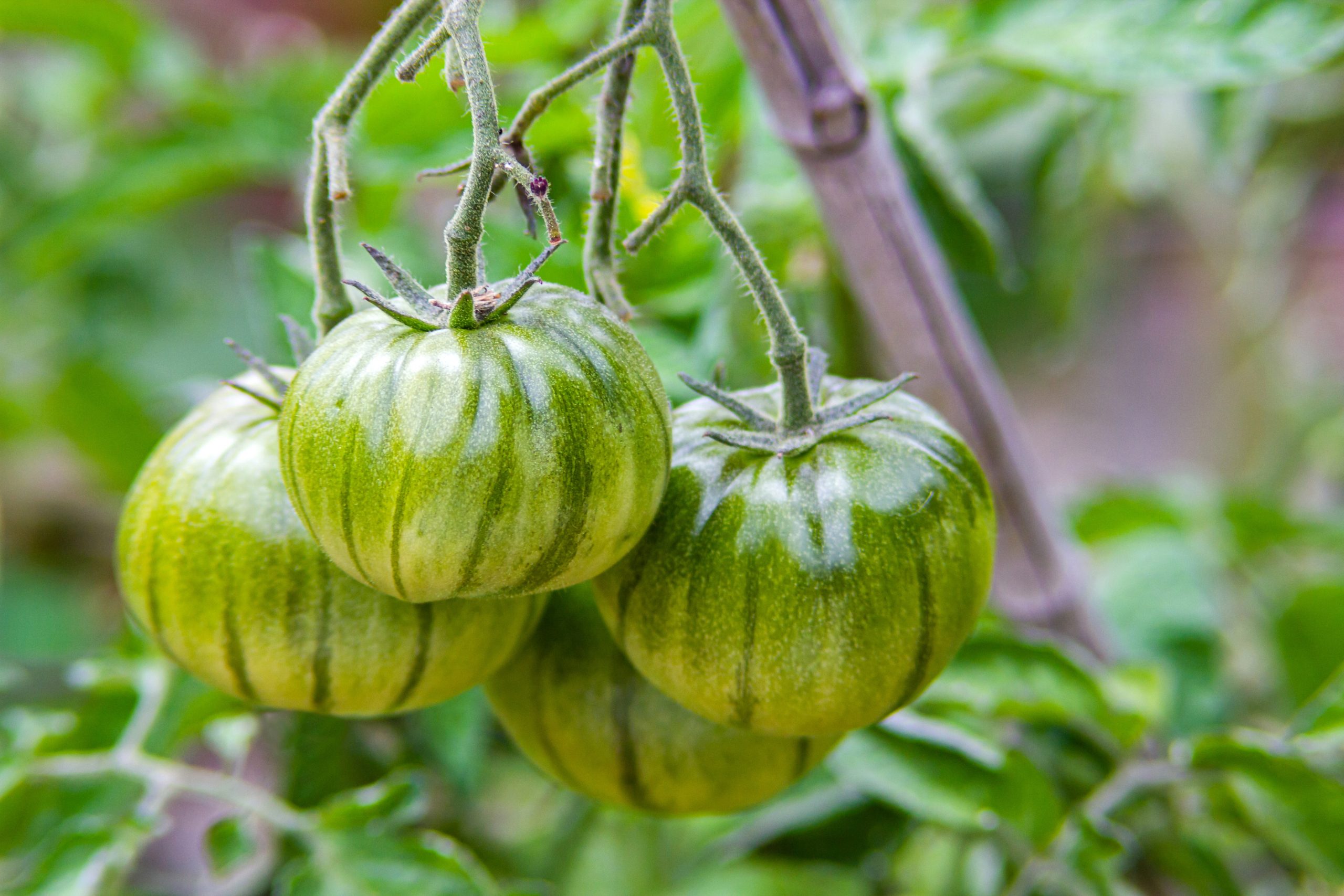 Can Chickens Eat Green Tomatoes? Is It Safe?