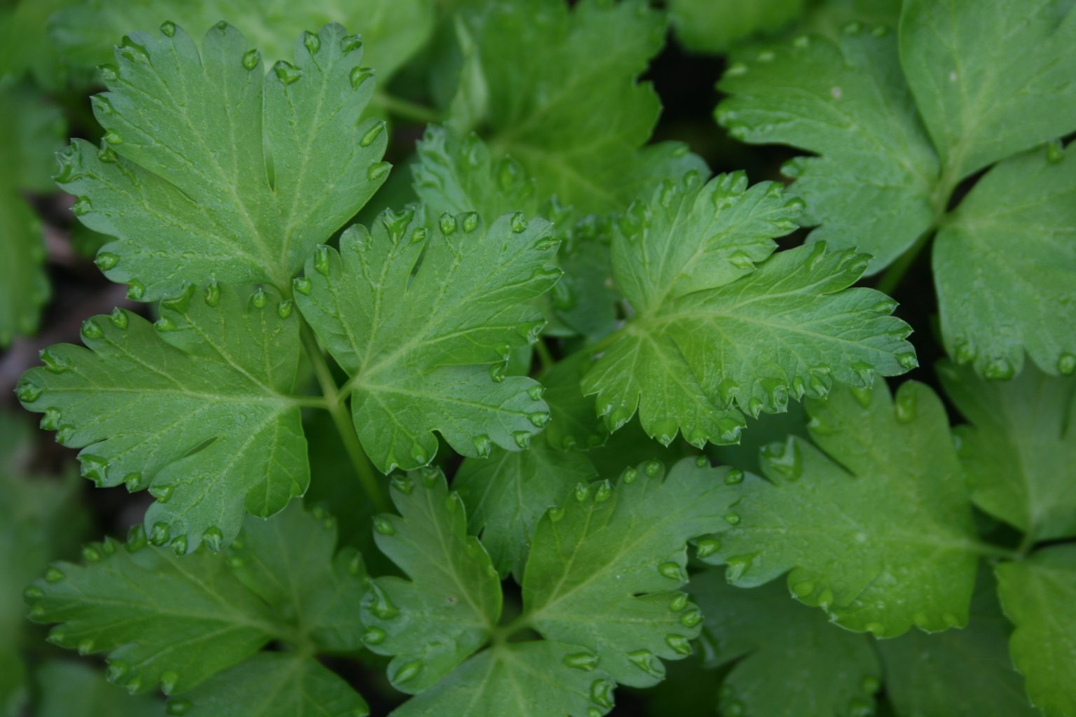 » How Much Sun Does Parsley Need?