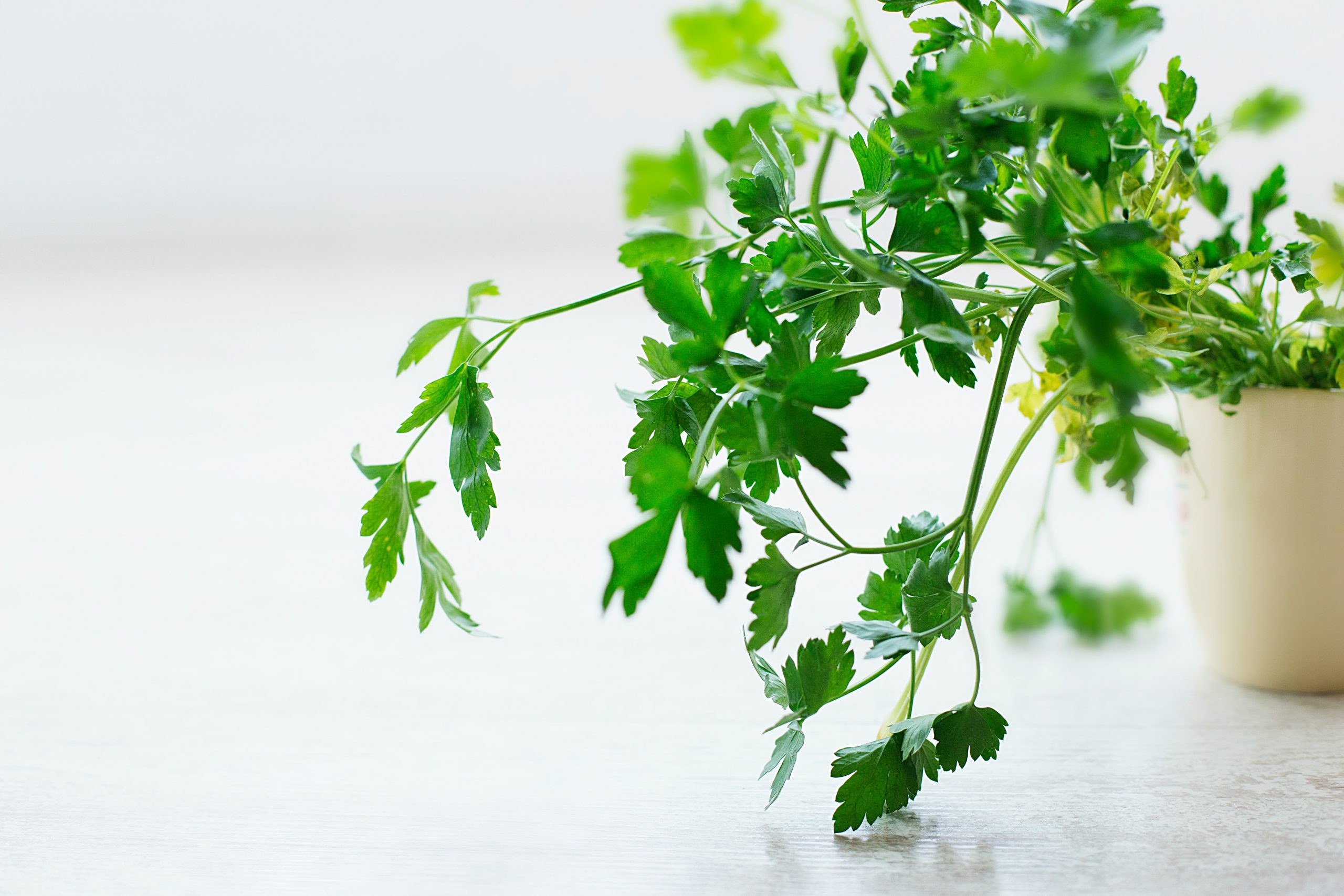 How Much Sun Does Parsley Need?