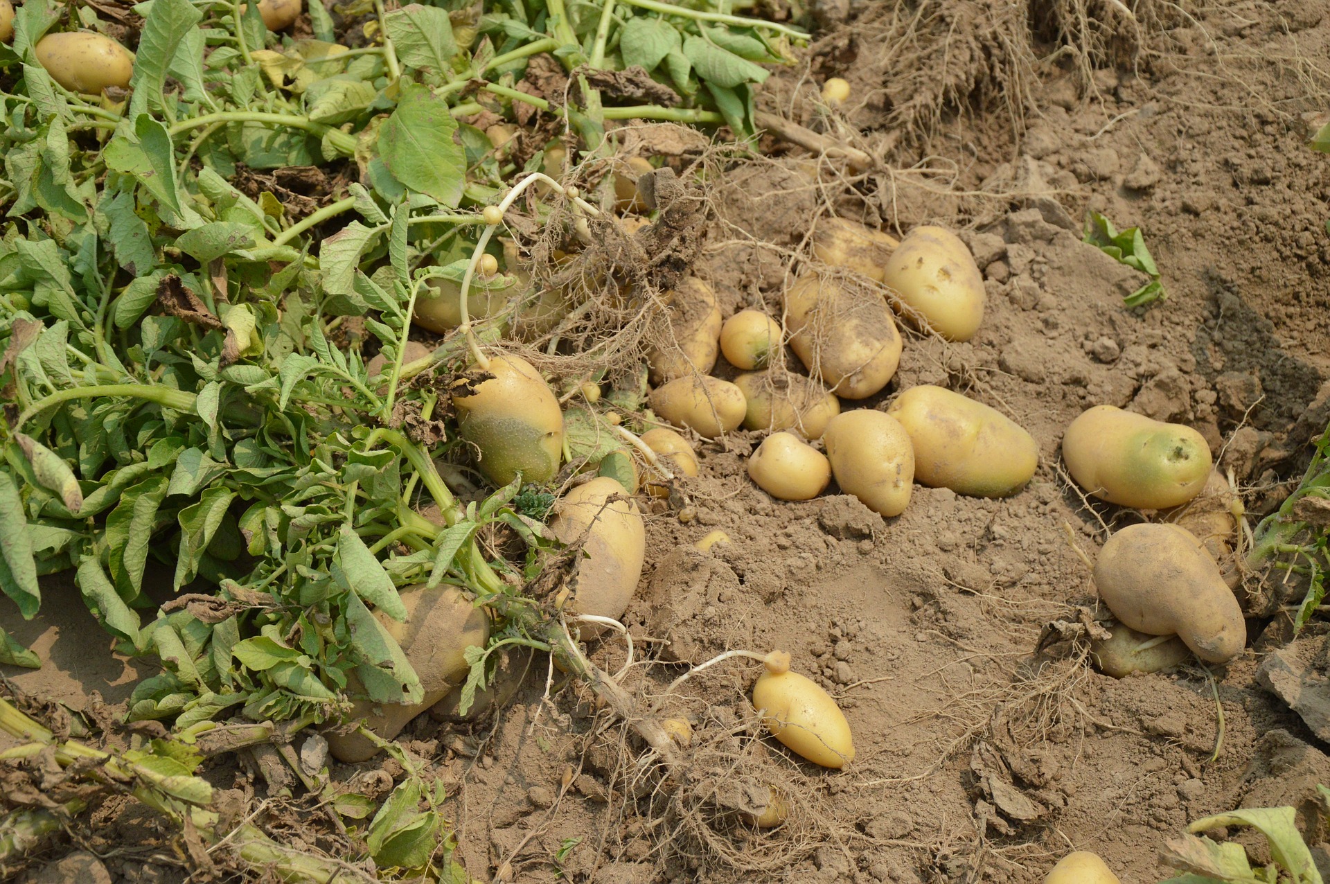 » How Long Can You Leave Potatoes In The Ground?