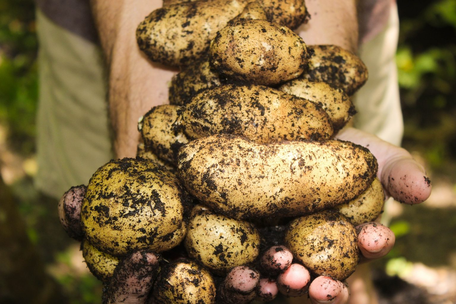 » Can You Eat Potatoes Right After Harvesting?