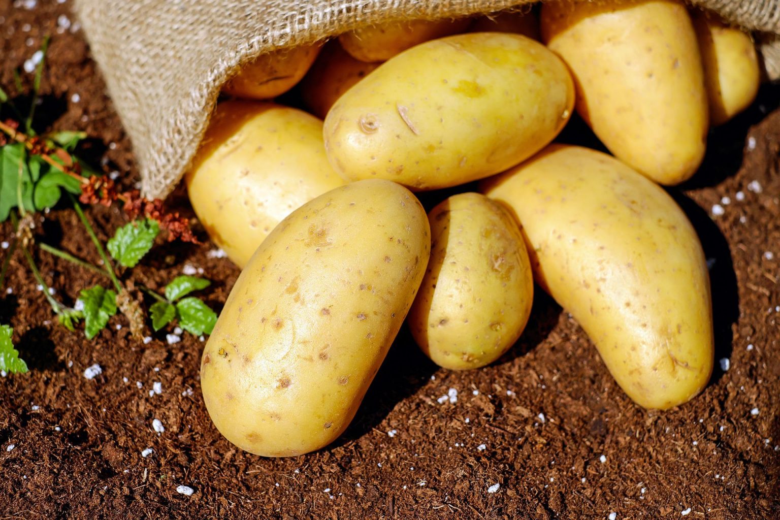 » How Long Can You Leave Potatoes In The Ground?