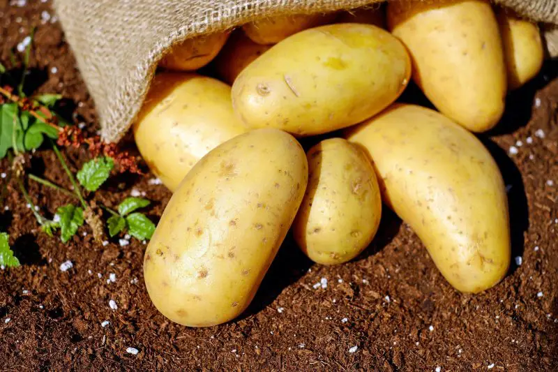 » How Long Can You Leave Potatoes In The Ground?