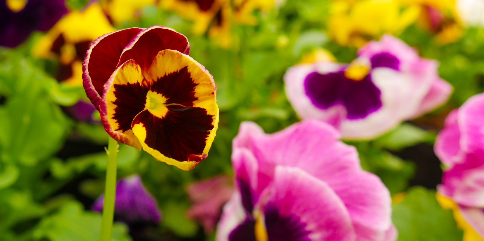 » Do Pansies Spread? Are They Invasive?