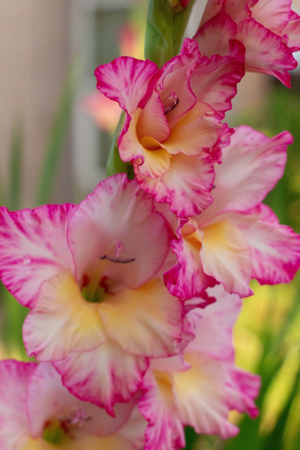 » What’s The Difference Between Gladiolus And Hollyhocks?