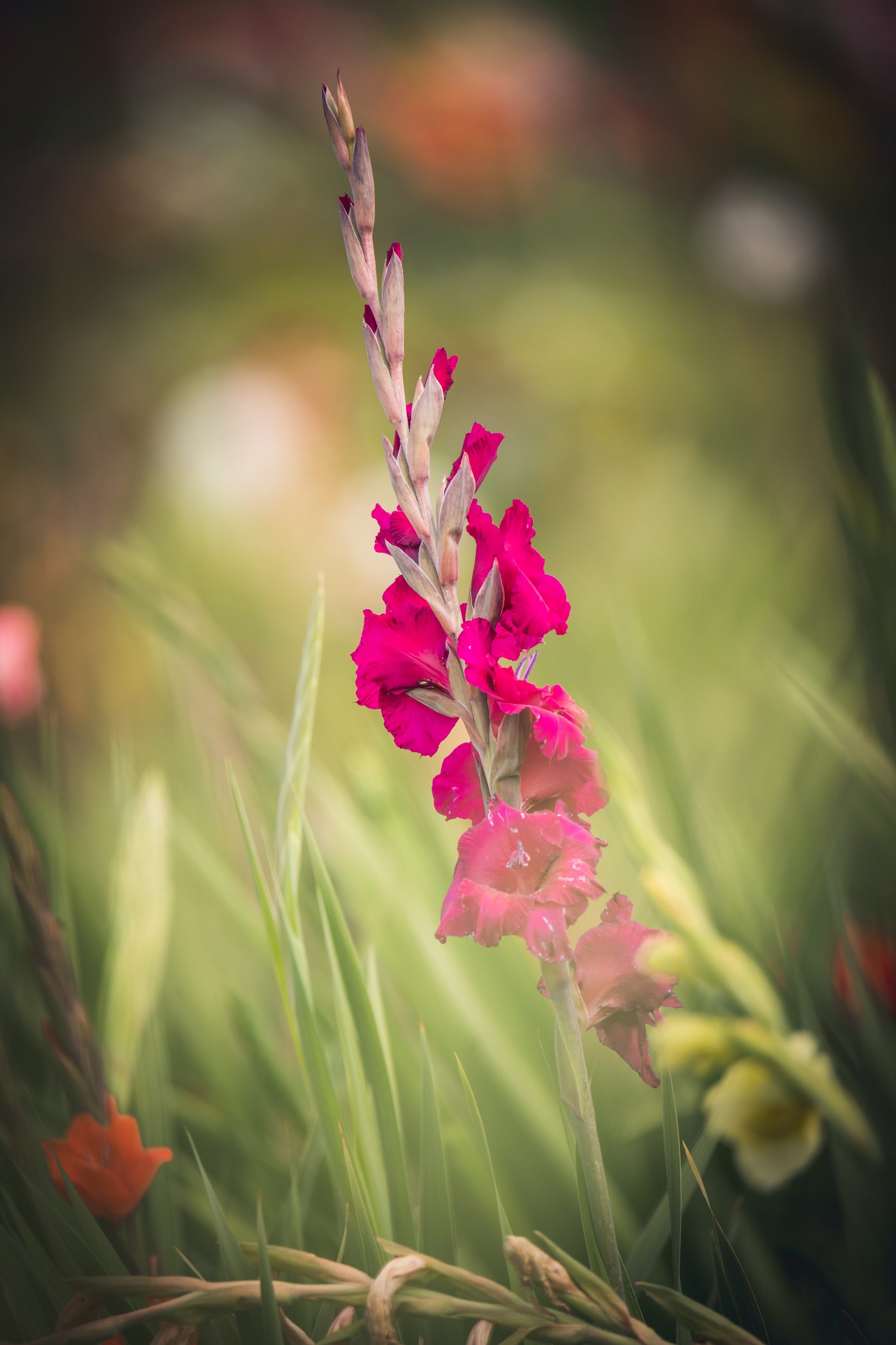 » What’s The Difference Between Gladiolus And Hollyhocks?