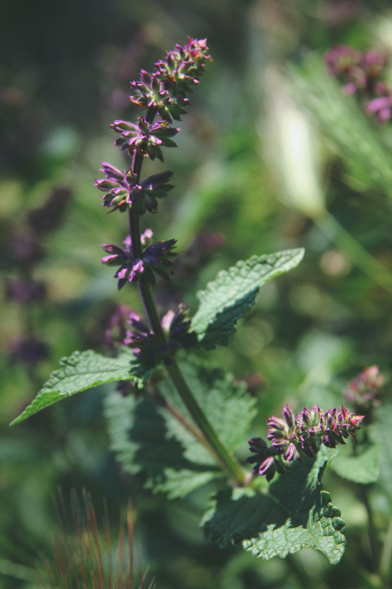 » Do Salvias Spread? Are They Invasive?