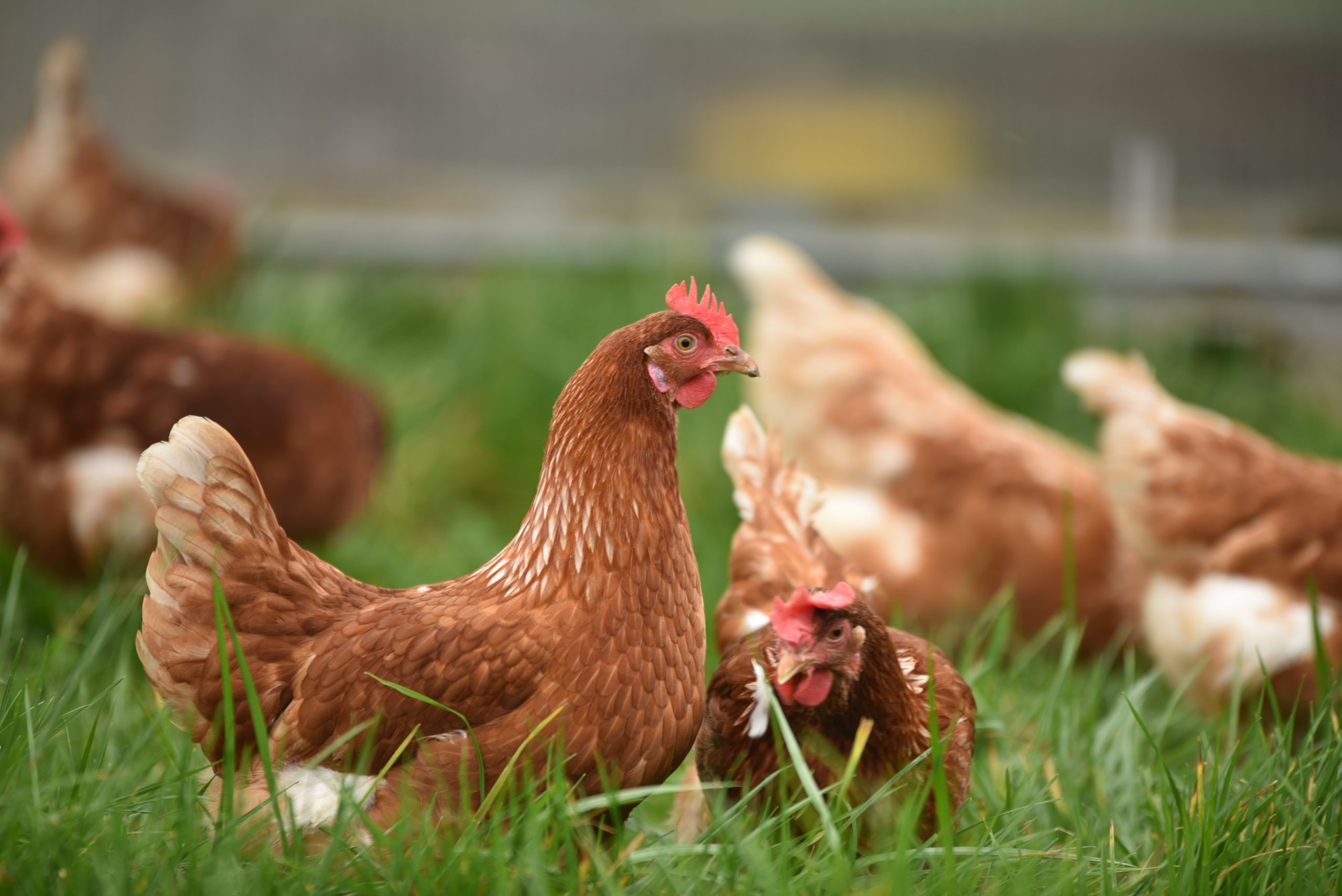 Can Chickens Eat Iceberg Lettuce? Is It Safe?