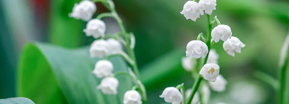 What Is The Difference Between Snowdrops And Lily Of The Valley? – Plan ...