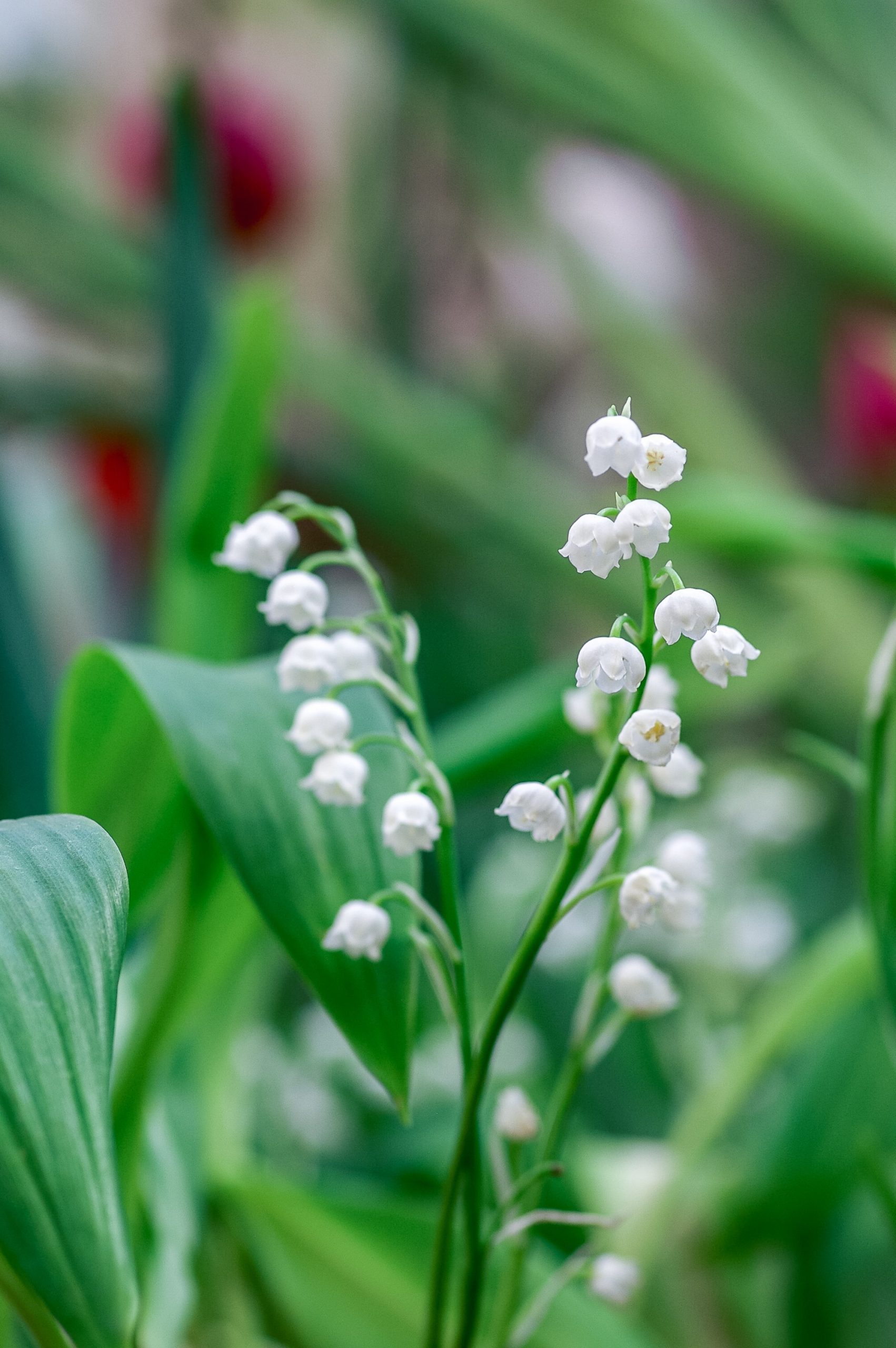What Is The Difference Between Snowdrops And Lily Of The Valley?