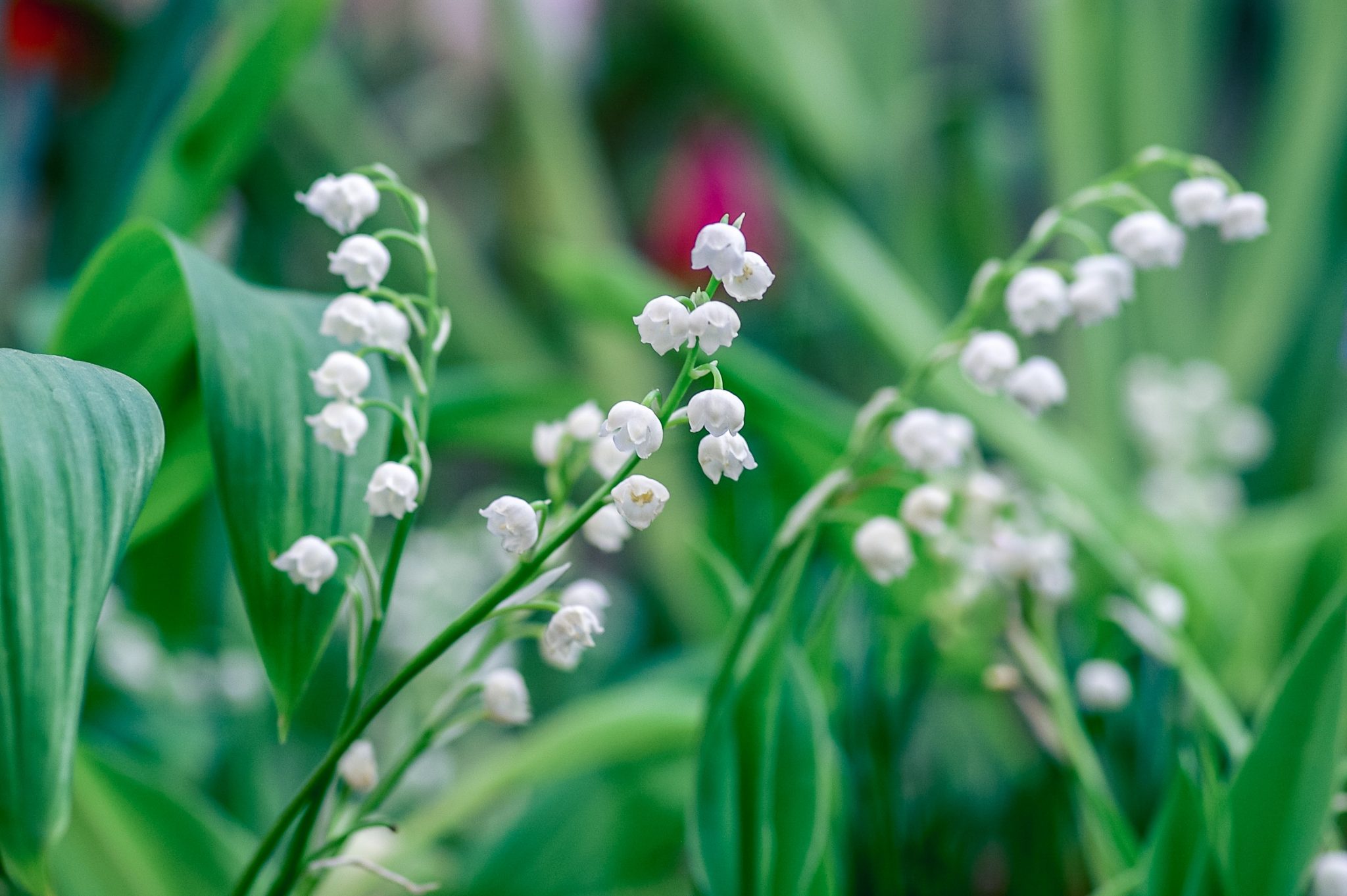» What Is The Difference Between Snowdrops And Lily Of The Valley?