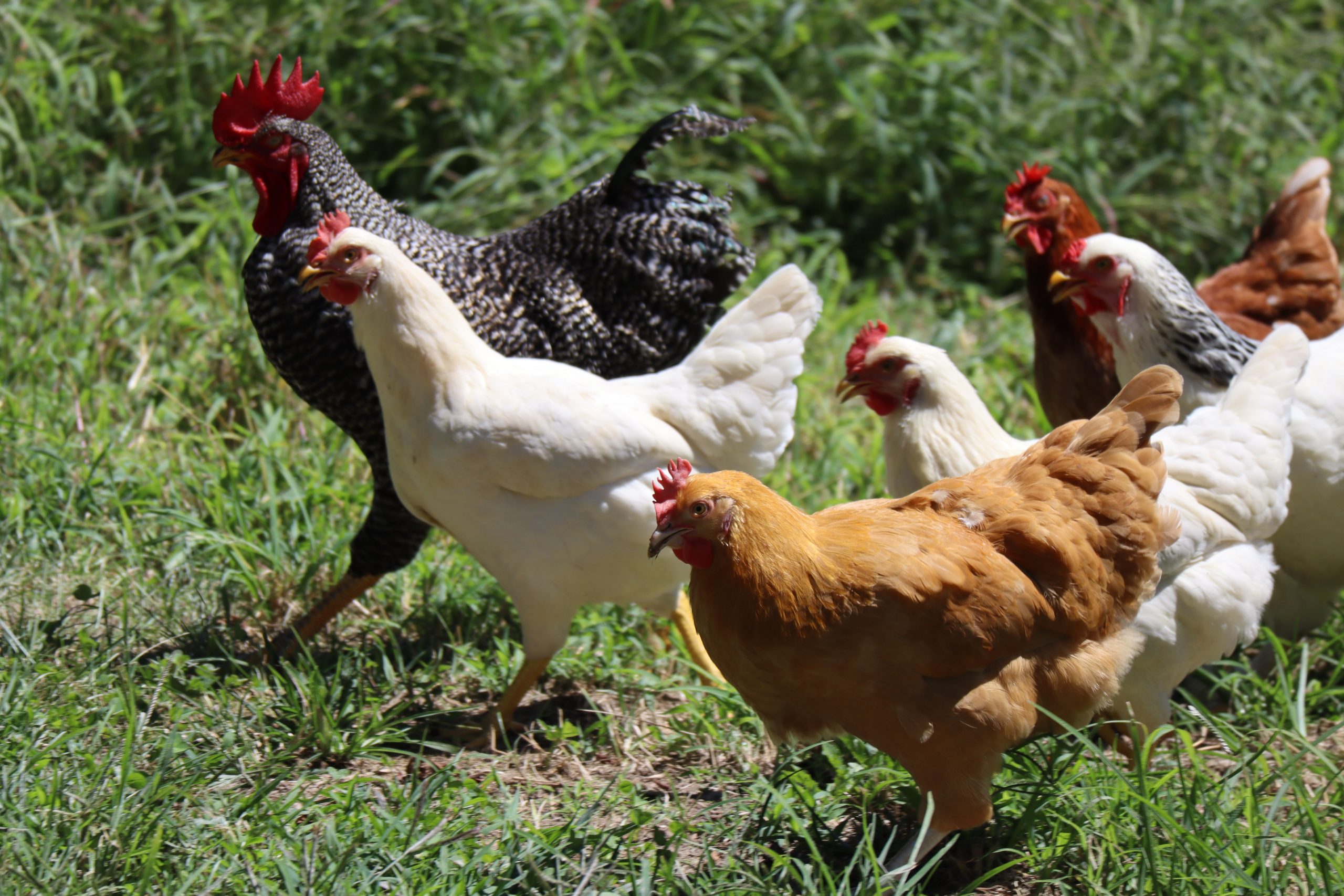 Can Chickens Eat Capeweed? Is It Safe?